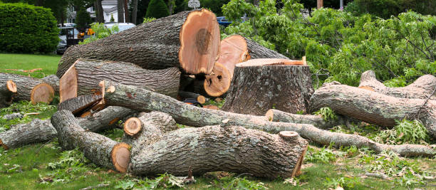 How Our Tree Care Process Works  in  Manchester, NH