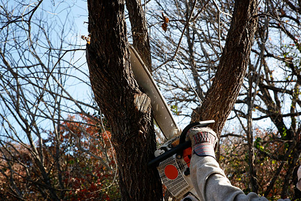 Trusted Manchester, NH Tree Services Experts